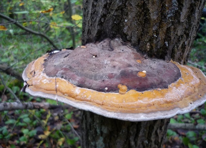 champignon amadou