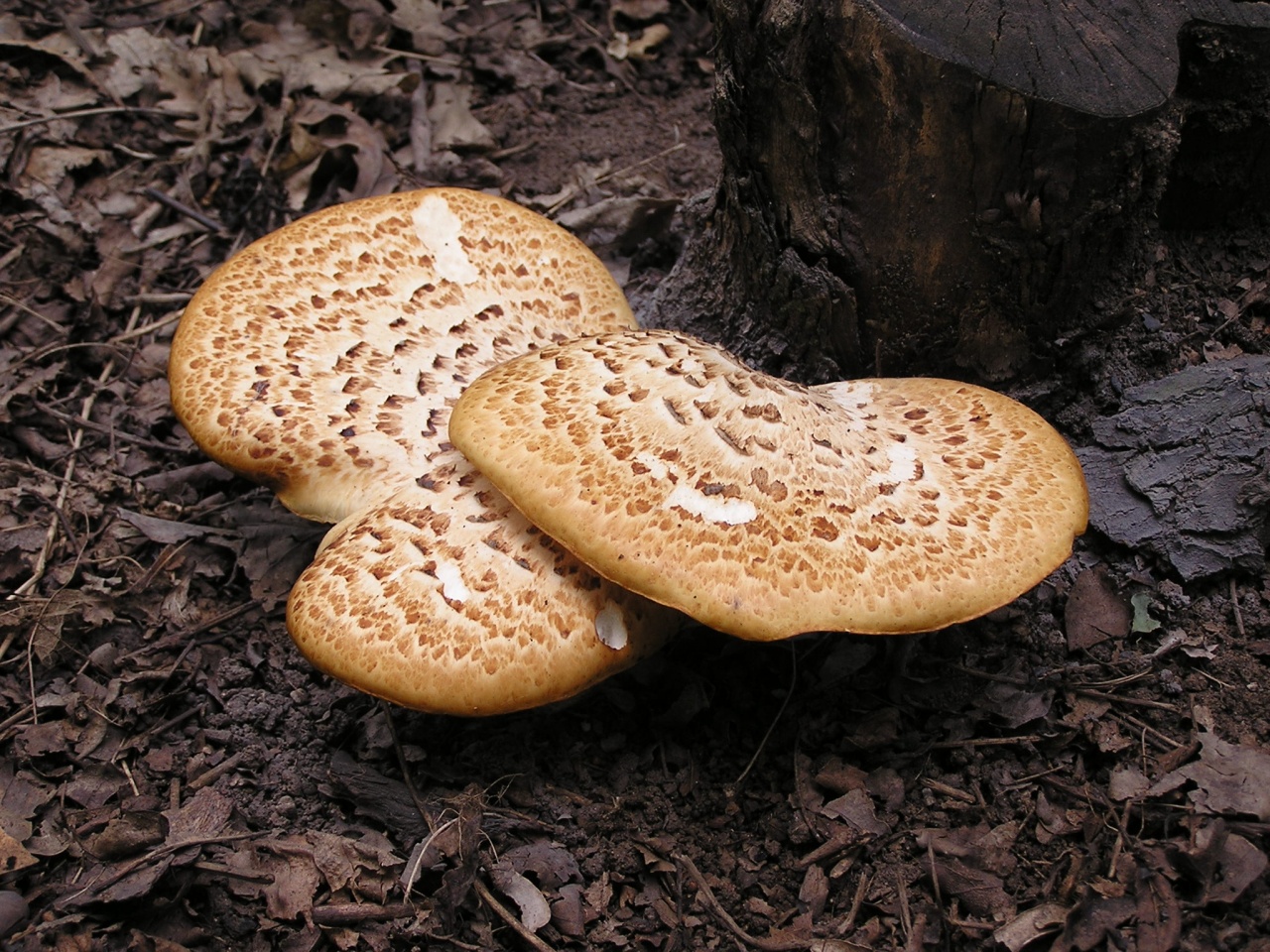 champignon amadou