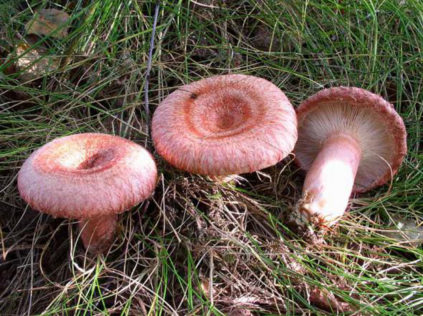 Chanterelles et russules