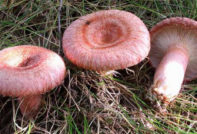 Rebozuelos y russulas