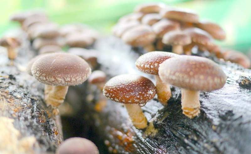 Fungo shiitake