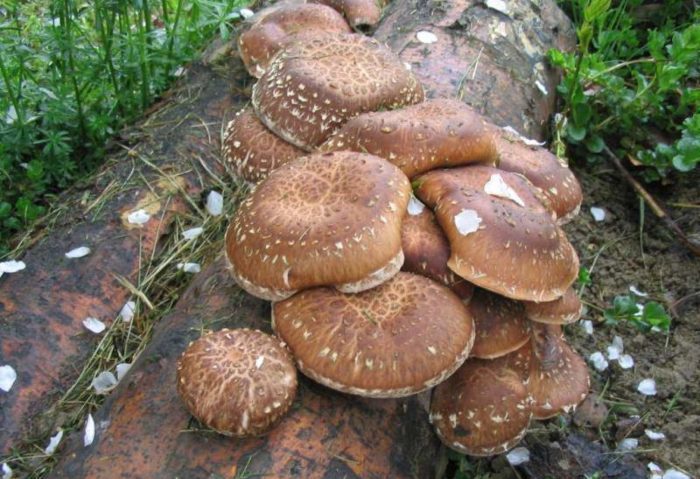 Shiitake