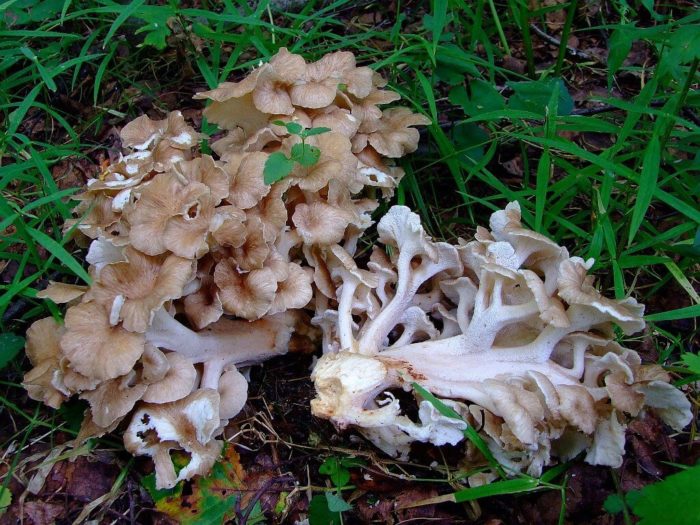 Ram-Pilz