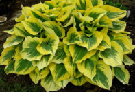 Hosta: cuidados en otoño