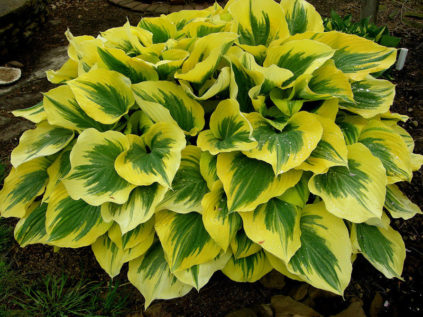 Hosta: φροντίδα το φθινόπωρο