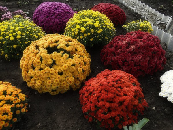 Chrysanthèmes sphériques