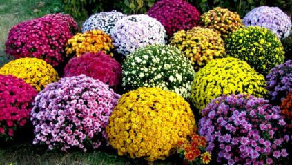Chrysanthèmes sphériques