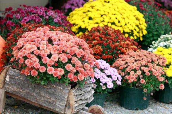 Chrysanthèmes sphériques