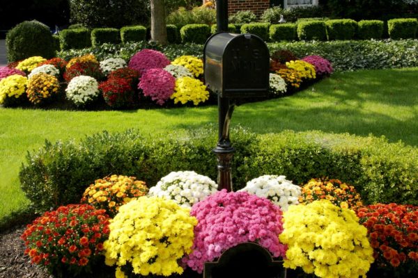 Chrysanthèmes sphériques