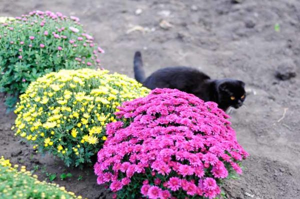 Chrysanthèmes sphériques