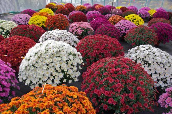Chrysanthèmes sphériques