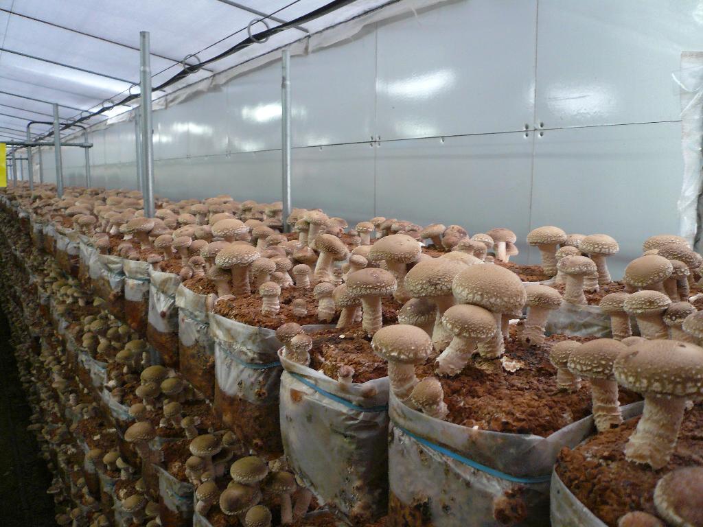 Fungo shiitake