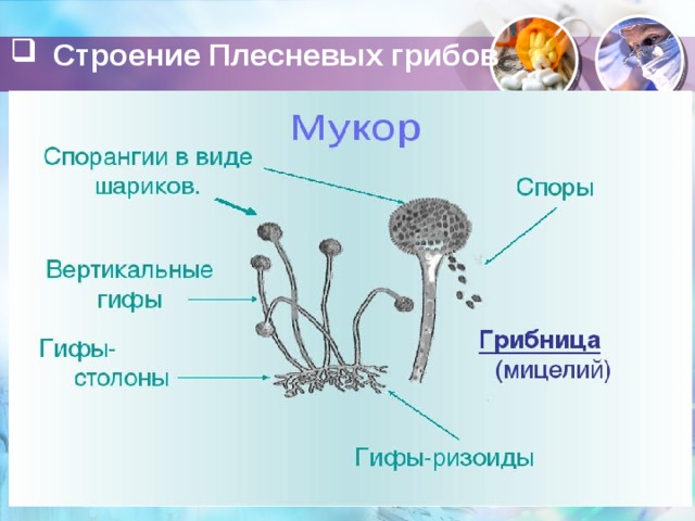 Η δομή του μανιταριού
