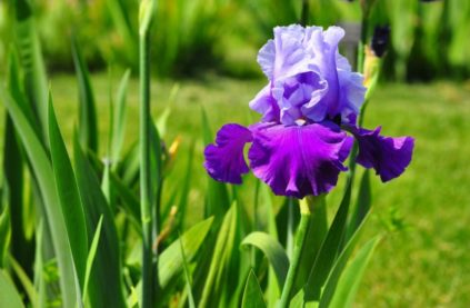 Prendre soin des iris en automne