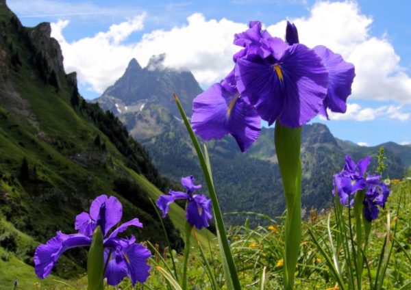 Prendre soin des iris en hiver