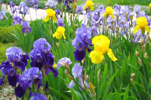 Prendre soin des iris en hiver