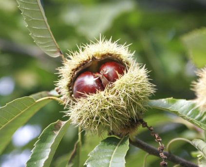 Wie man im Herbst aus einer Kastanie einen Kastanienbaum zieht
