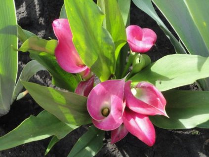 Wie man Calla-Lilien aufbewahrt