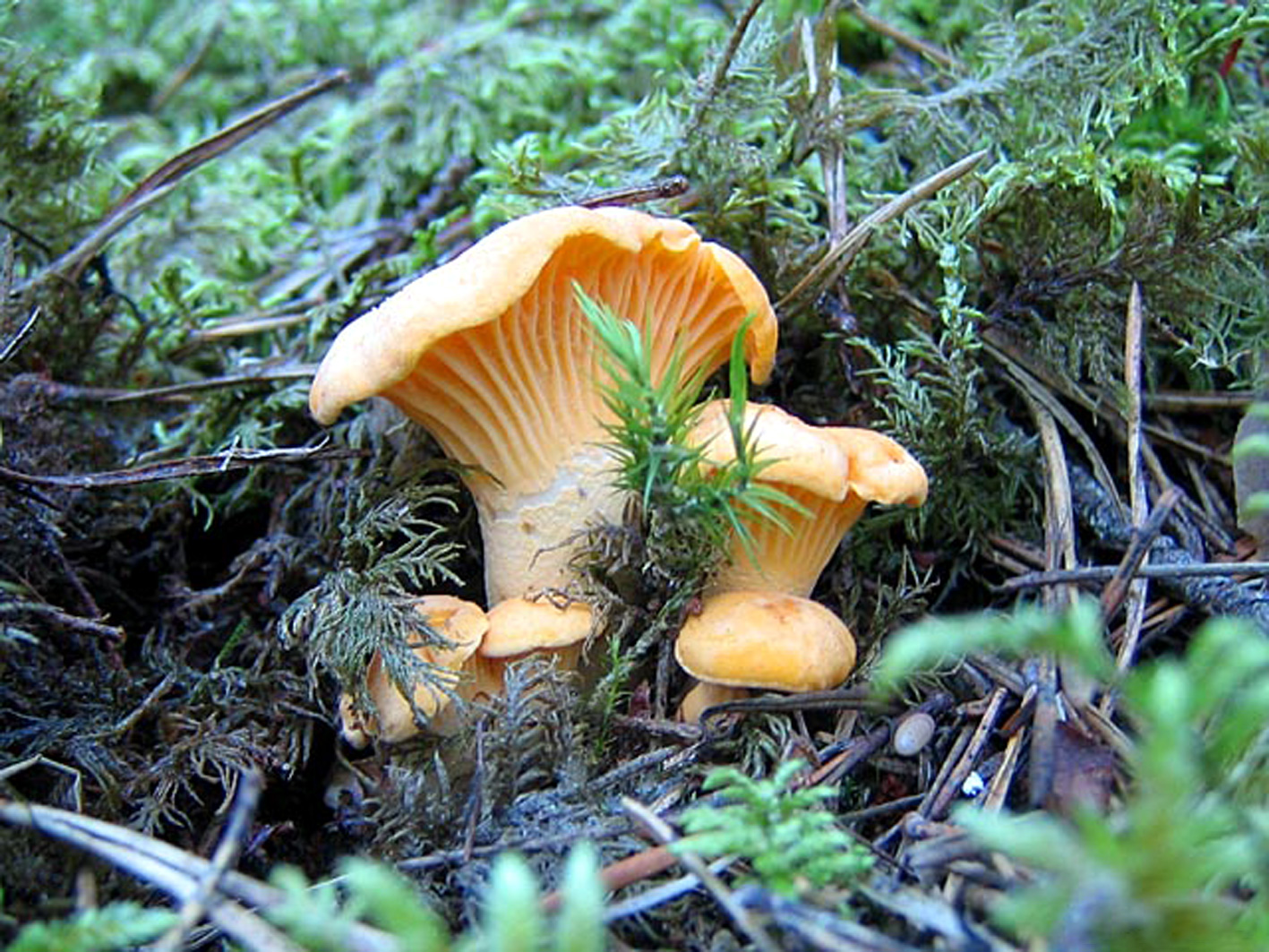 Chanterelles