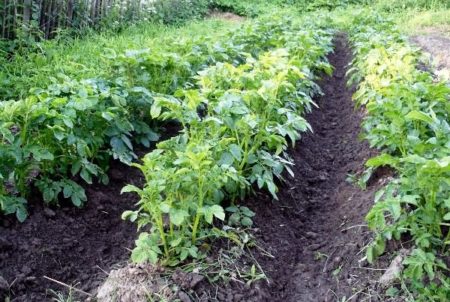 Fertilizzanti per i letti di patate in autunno