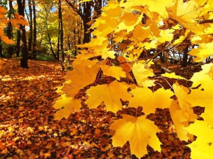 acero autunnale