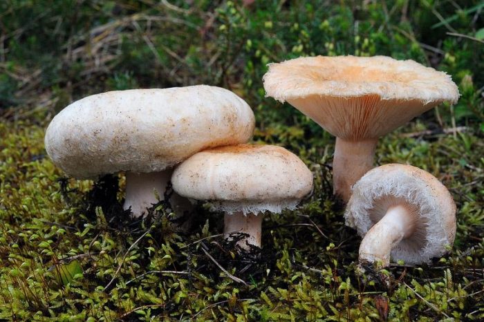 Nützliche Eigenschaften des Pilzes