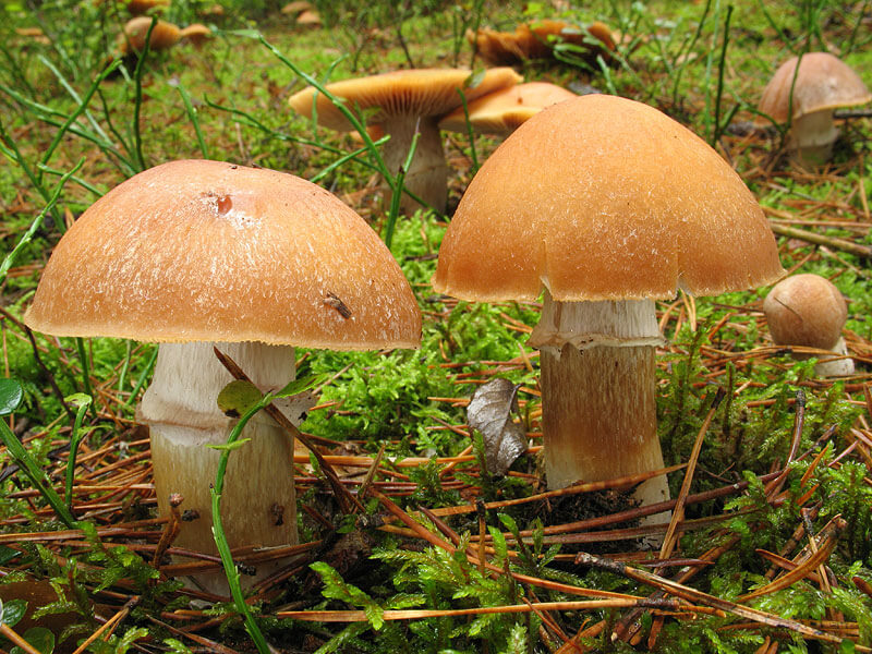 Champignon à chapeau annulaire