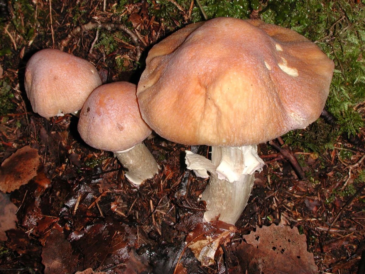 Champignon à chapeau annulaire