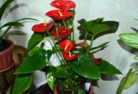 plantas de interior