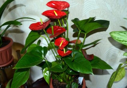plantes d'intérieur