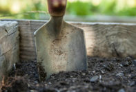 Ist es notwendig, den Garten vor dem Winter umzugraben?