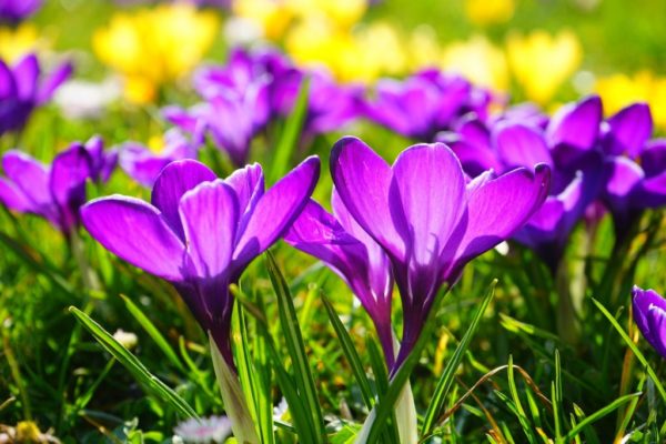 terre pour crocus