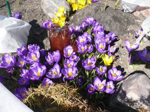 crocus