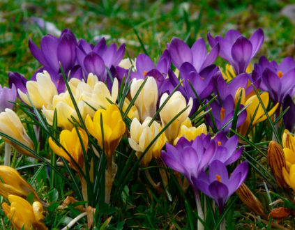l'entretien des crocus en automne
