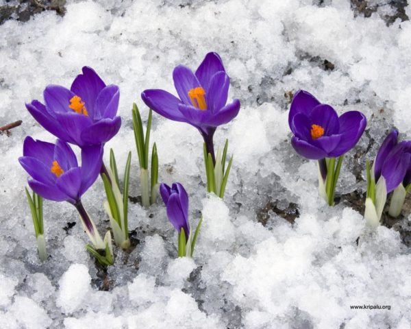 crocus