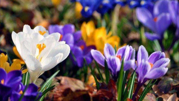crocus