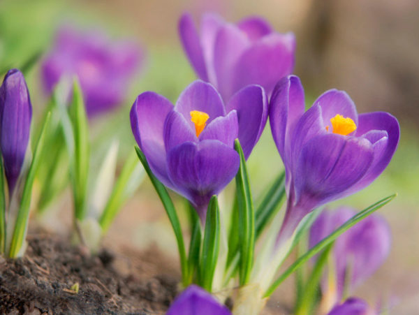 crocus en automne