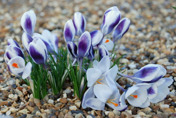 maladies du crocus