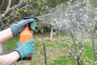 traitement au sulfate de fer