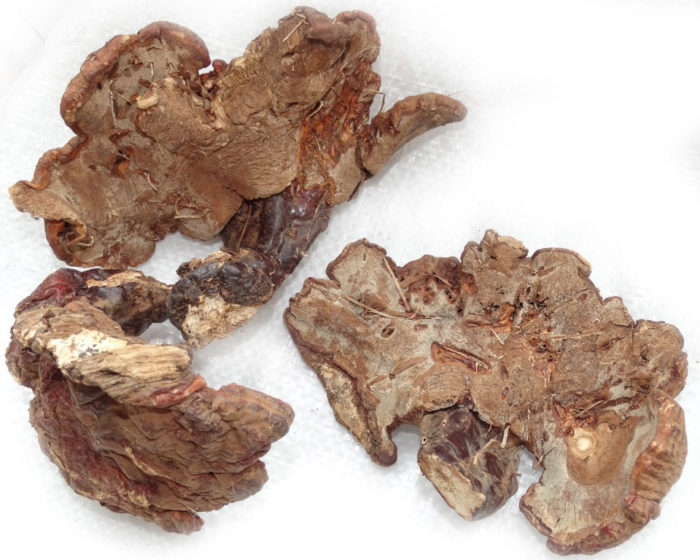 champignon amadou verni