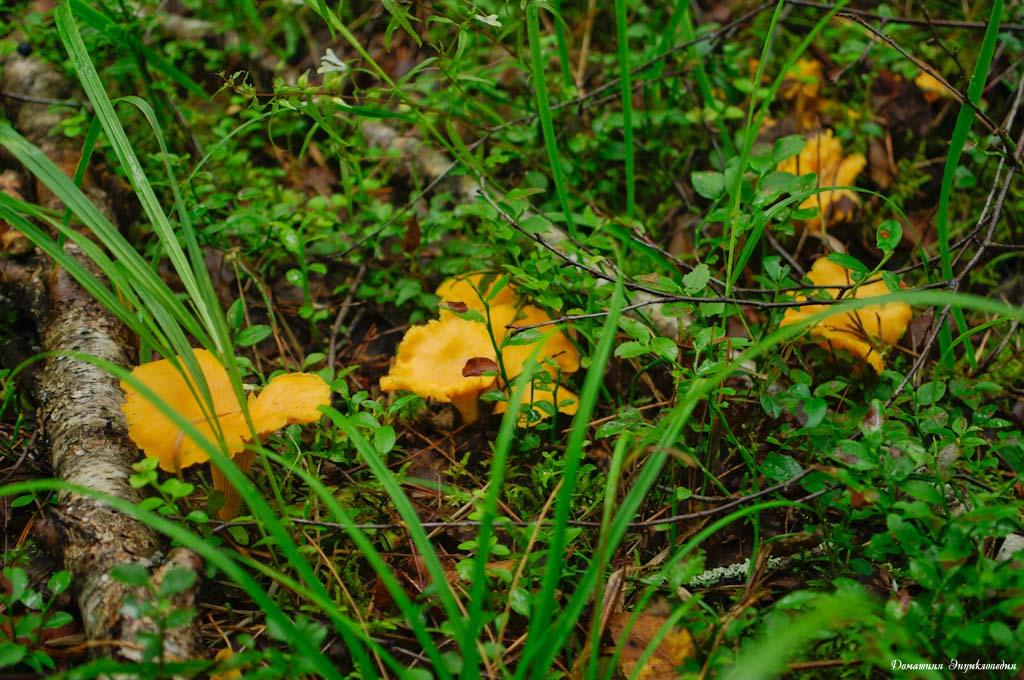 Chanterelles
