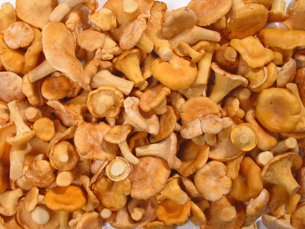 Φρέσκα chanterelles