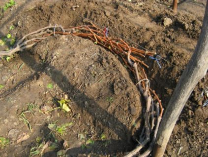 Comment préserver les vignes en hiver