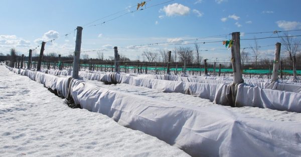 Comment protéger les vignes en hiver