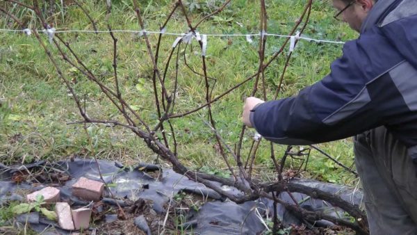 préserver les vignes en hiver