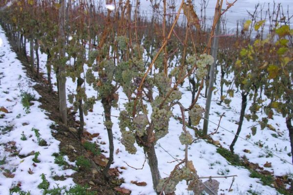 vigne en hiver
