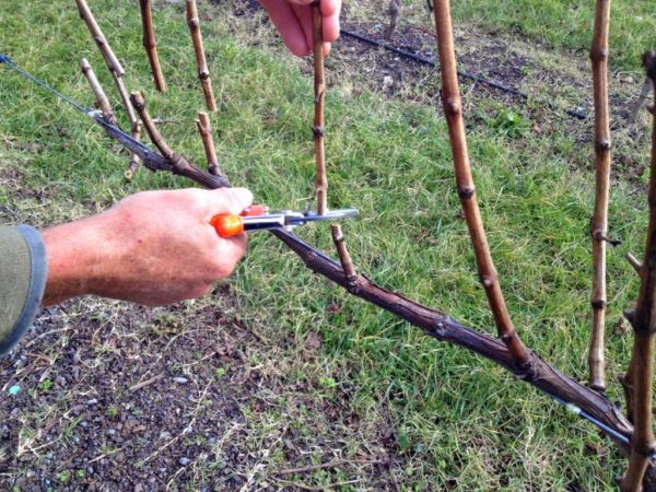 tailler les vignes