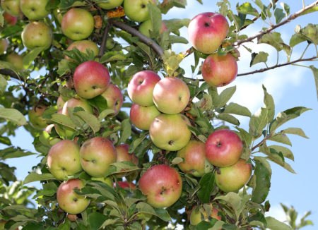 Apple Tree Macintosh