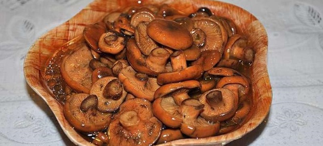 Pilze ohne Kochen
