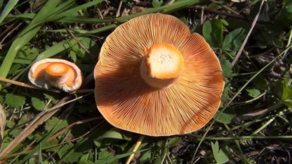 Chanterelles